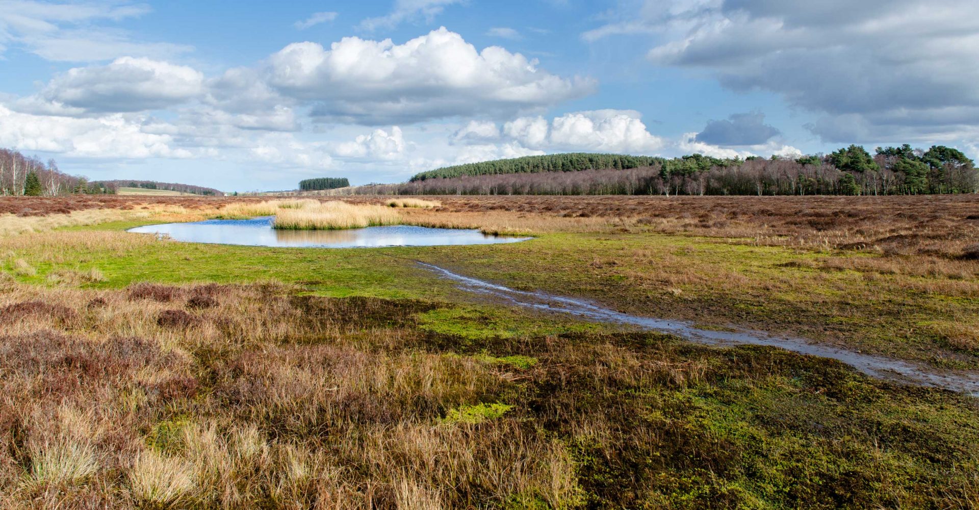 The bog blog: everything you never knew you needed to know about peat ...