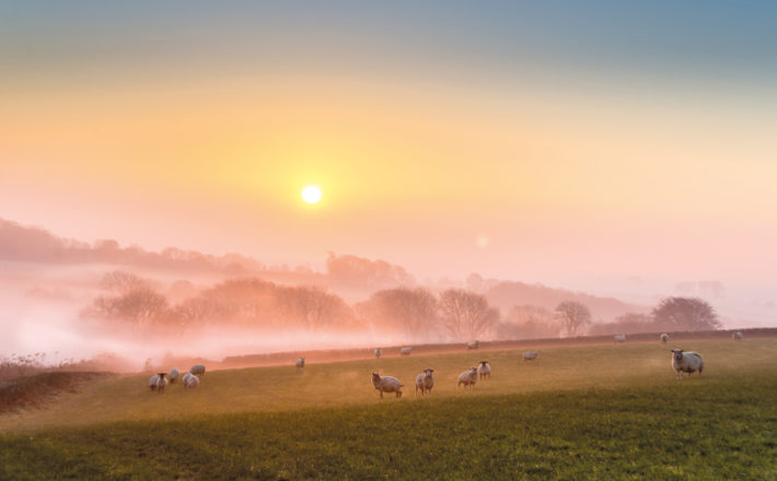 A low sun over misty fields with sheep