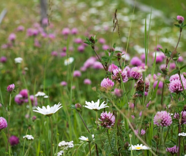 A meadow with red clover and daisies