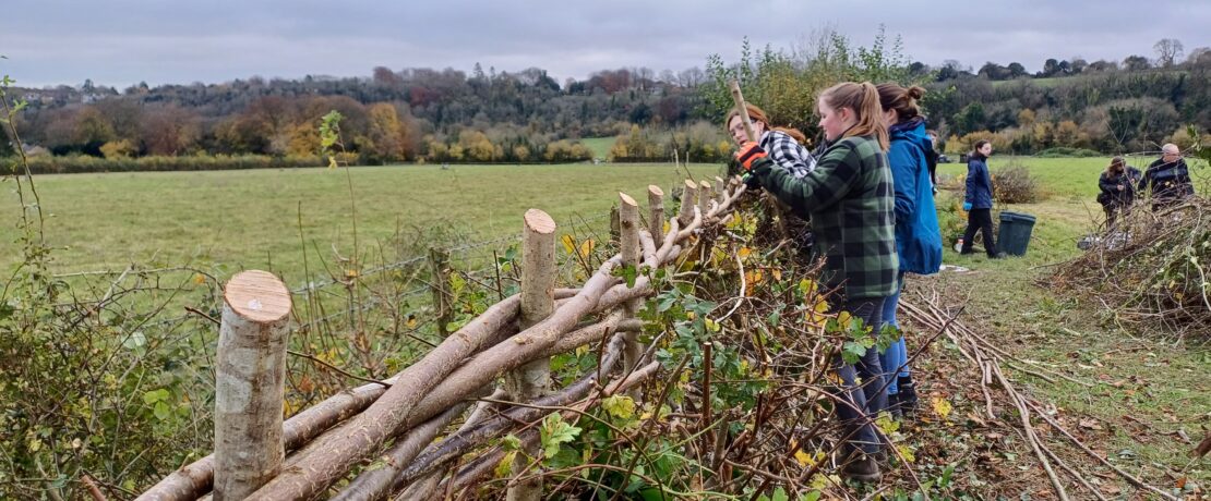 Agriculture students hedgelaying in Hampshire