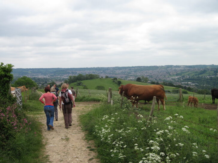 People walking in the Green Belt past some cows