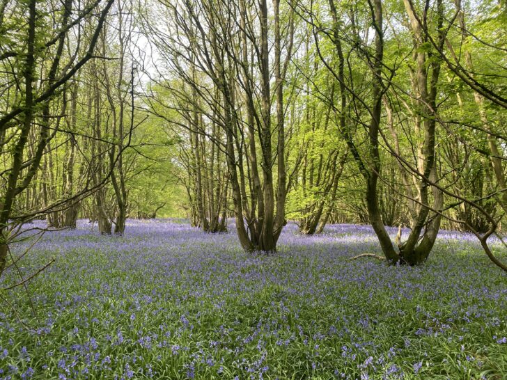 Bluebells in a wood