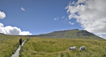 Person walking in the countryside, some sheep on the field.