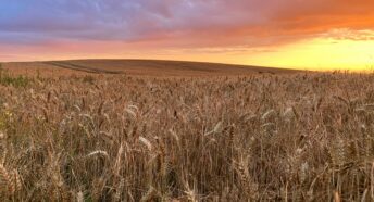 Wheat fields at sunset