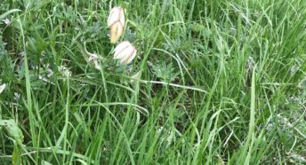 Lugg Meadows Herefordshire